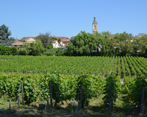 Lire la suite à propos de l’article Primeurs 2019 (3) | Nos coups de cœur dans le Médoc