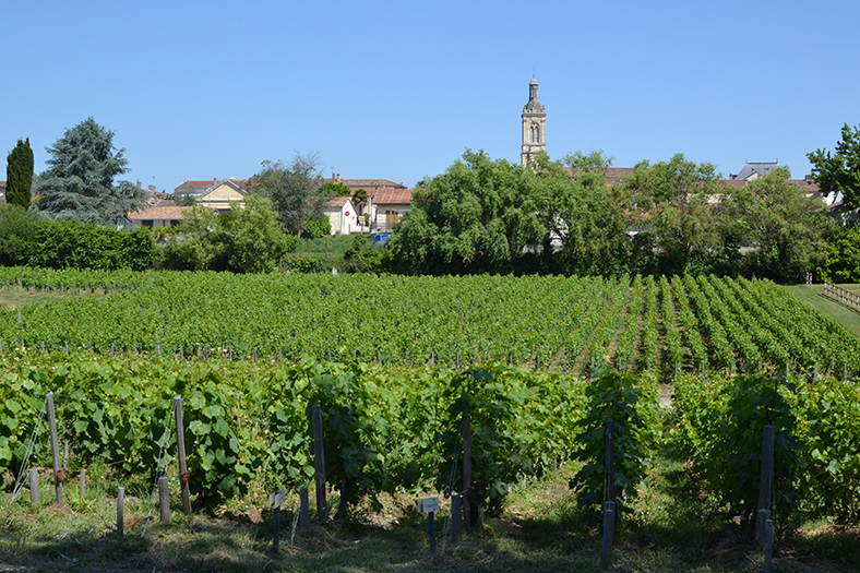 Primeurs-2019-Bordeaux-Medoc