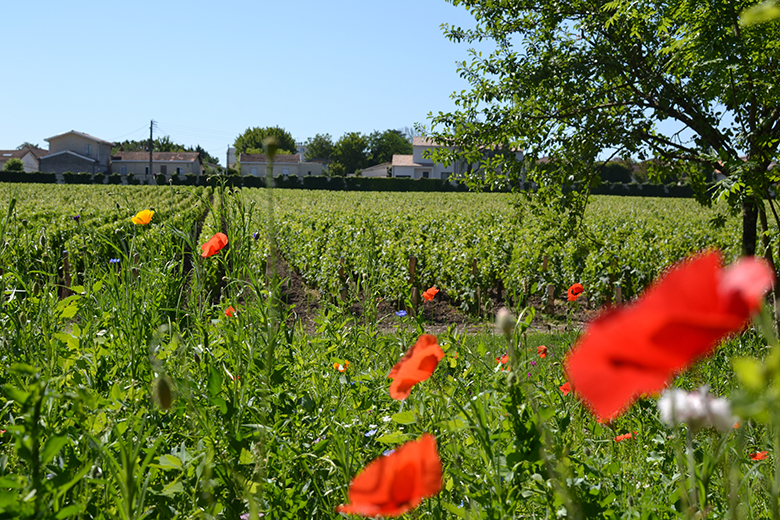 Primeurs-2019-Pessac-Leognan-Sauternes-Graves-Carmes-Haut-Brion