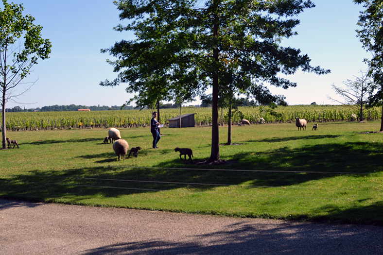 Primeurs-2019-Rive-droite-Cheval-blanc