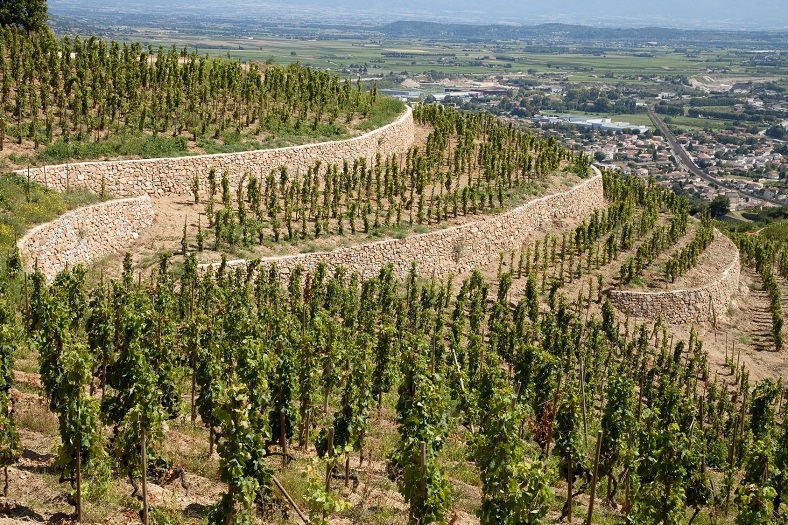 Un été dans les vignes découvrir la vallée du Rhône iDealwine