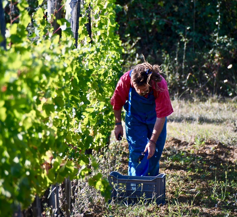 Elian Da Ros vendanges