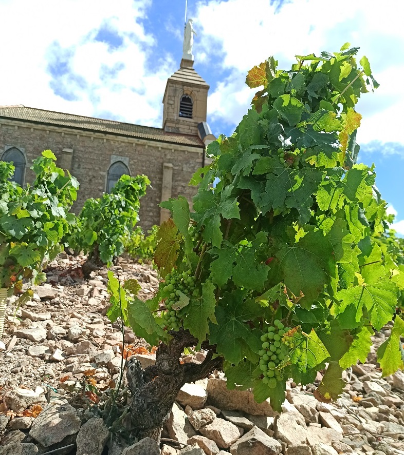 Fleurie vignes