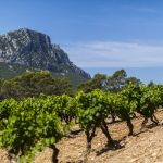 Un été dans les vignes | Languedoc-Roussillon, la destination des vacanciers indécis « montagne VS mer »