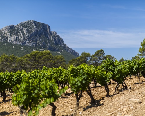 Lire la suite à propos de l’article Un été dans les vignes | Languedoc-Roussillon, la destination des vacanciers indécis « montagne VS mer »