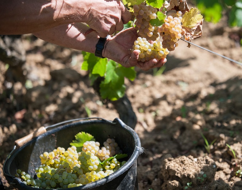 Michel Bouzereau & fils Meursault vendange