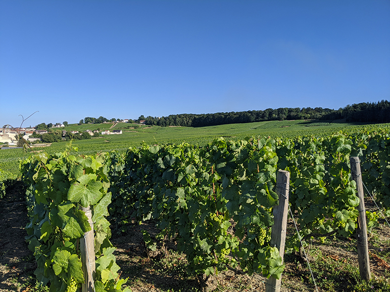 vignes champagnes de vigneron