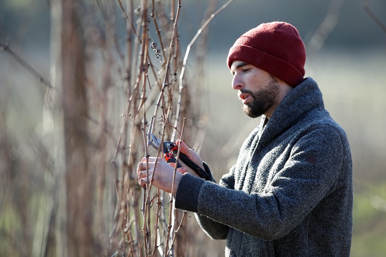 Ostertag domaine iDealwine Alsace