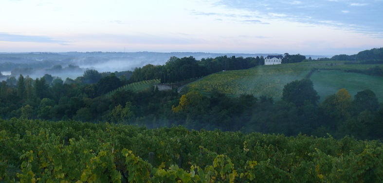 Clos de la Coulée de Serrant Savennières