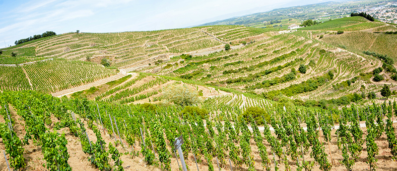 Palmares-vins-les-plus-chers-Rhone-1er-semestre-2020