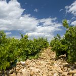 Oratoire Saint-Martin, Guigal : les rachats qui font bouger le Rhône