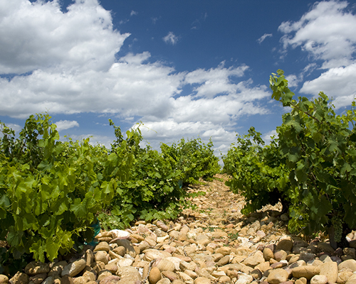 Lire la suite à propos de l’article Oratoire Saint-Martin, Guigal : les rachats qui font bouger le Rhône