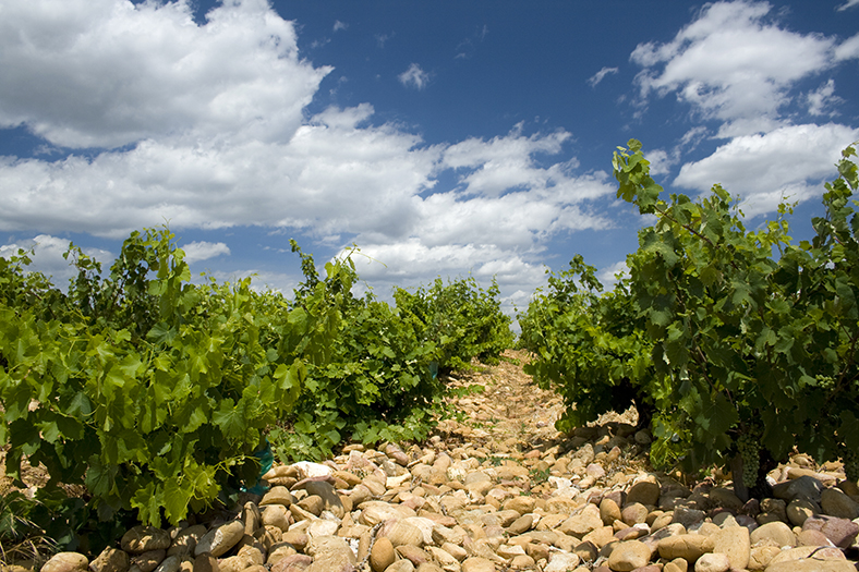 Rachats de domaines viticoles de la vallée du Rhône 