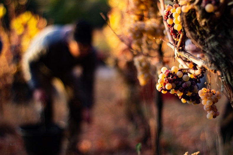 Ostertag domaine iDealwine Alsace