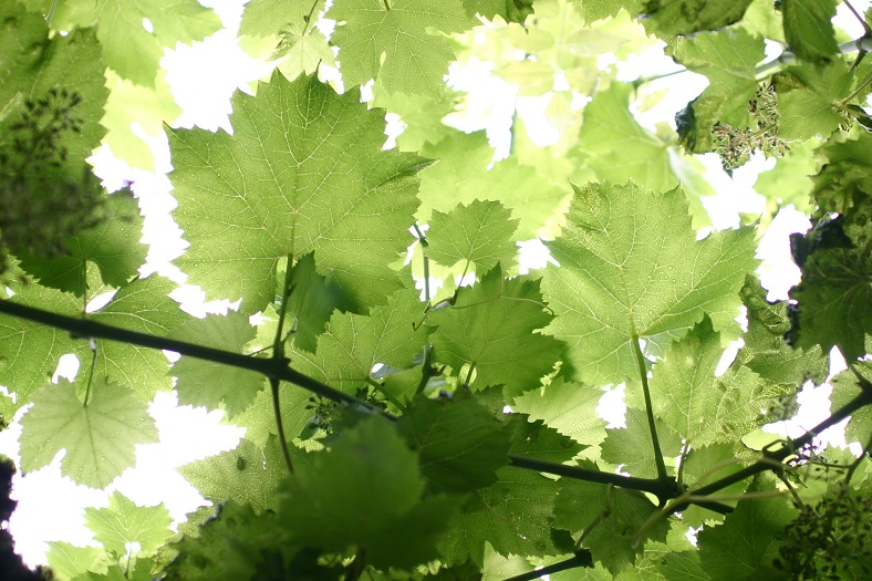 Claude Riffault vigne