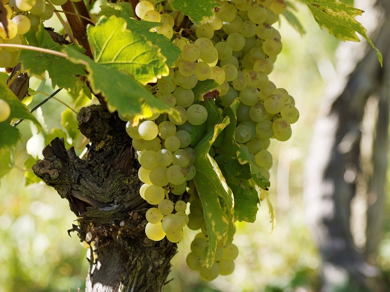 Domaine Caroline Morey 