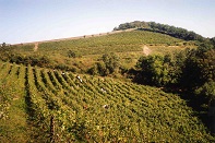 Clos de la Coulée de Serrant vignes