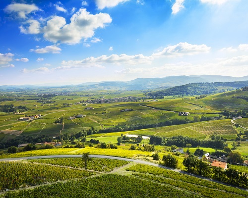 Lire la suite à propos de l’article Palmarès Beaujolais | Retour sur les enchères du 1er semestre 2020