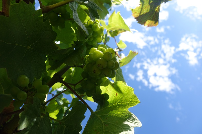 visite vigneron beaujolais soleil