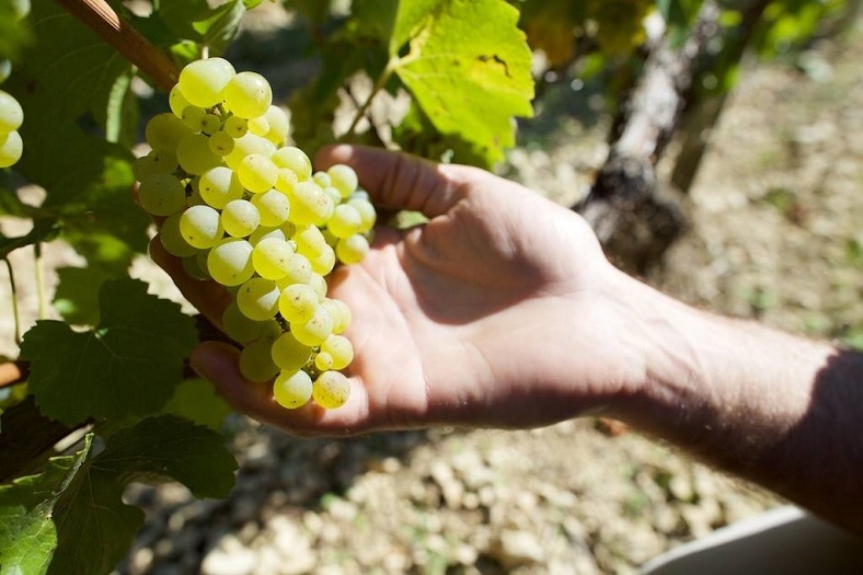 Domaine Billaud-Simon iDealwine vin Chablis Famille Faiveley chardonnay