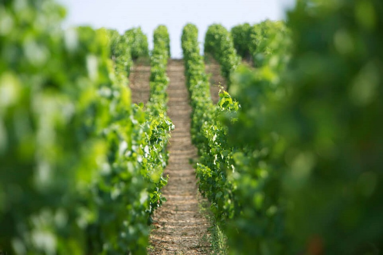 Domaine Billaud-Simon iDealwine vin Chablis Famille Faiveley vignes