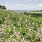 Le domaine de la Cras, grand (et unique) ambassadeur des Coteaux de Dijon