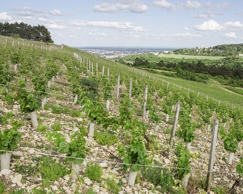 Lire la suite à propos de l’article Le domaine de la Cras, grand (et unique) ambassadeur des Coteaux de Dijon