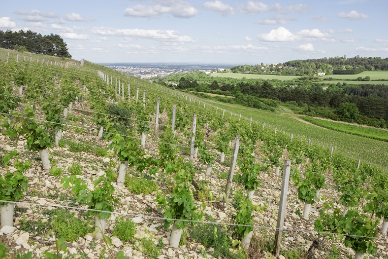 Domaine de la Cras vin Coteaux de Dijon