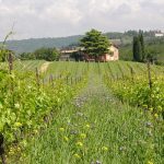 Domaine Musella | Au cœur de Valpolicella