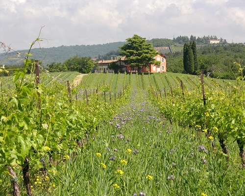 Lire la suite à propos de l’article Domaine Musella | Au cœur de Valpolicella