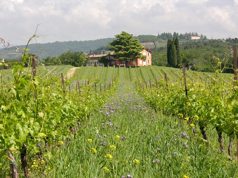 Domaine Musella Valpolicella