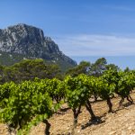 Palmarès Languedoc-Roussillon | Les plus belles enchères du 1er semestre 2020