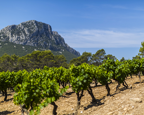 Lire la suite à propos de l’article Palmarès Languedoc-Roussillon | Les plus belles enchères du 1er semestre 2020