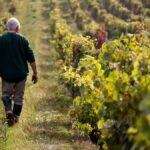 Vendanges | Tout savoir en 10 questions