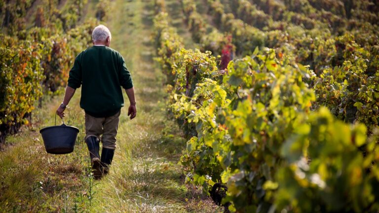 Lire la suite à propos de l’article Vendanges | Tout savoir en 10 questions