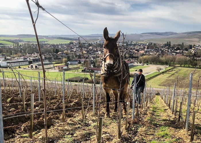 William Fevre Chablis iDealwine cheval vigne