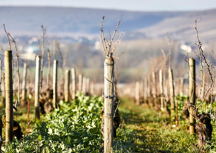 William Fevre Chablis iDealwine vignes