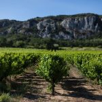 Domaine André Brunel (Les Cailloux), un des anciens de Châteauneuf-du-Pape