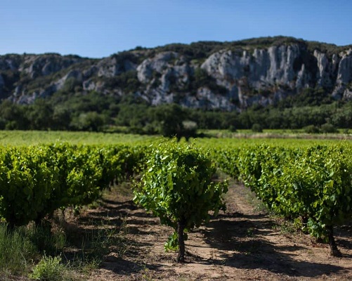 Lire la suite à propos de l’article Domaine André Brunel (Les Cailloux), un des anciens de Châteauneuf-du-Pape