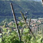 Domaine Clusel-Roch : en Côte-Rôtie, une famille courageuse convertie au bio