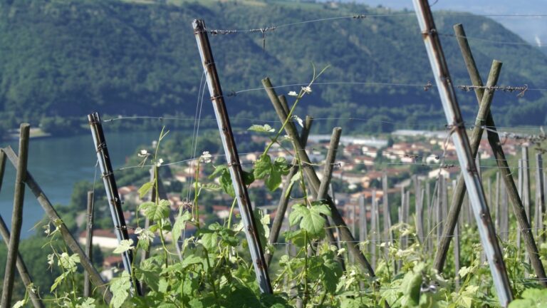 Lire la suite à propos de l’article Domaine Clusel-Roch : en Côte-Rôtie, une famille courageuse convertie au bio