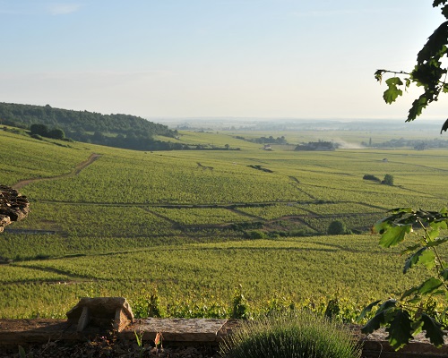 Lire la suite à propos de l’article Domaine Mongeard-Mugneret ou l’art de se démarquer en Bourgogne