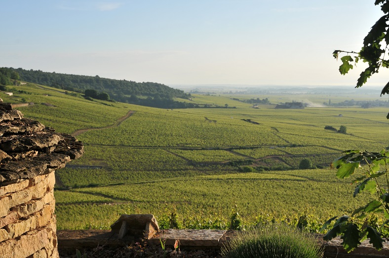 Domaine Mongeard Mugneret Bourgogne vin iDealwine