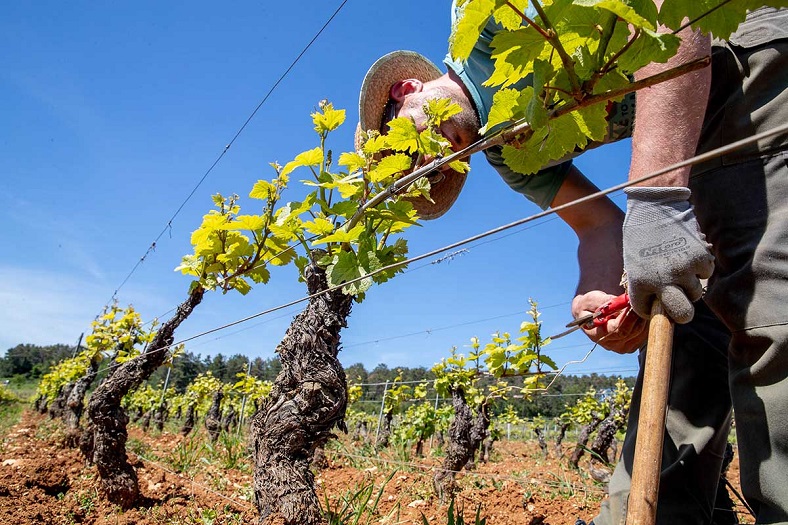 Domaine Bruno Clair vigne