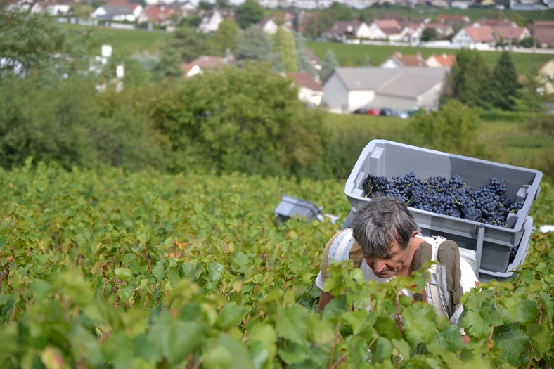 vendanges Domaine Bruno Clair