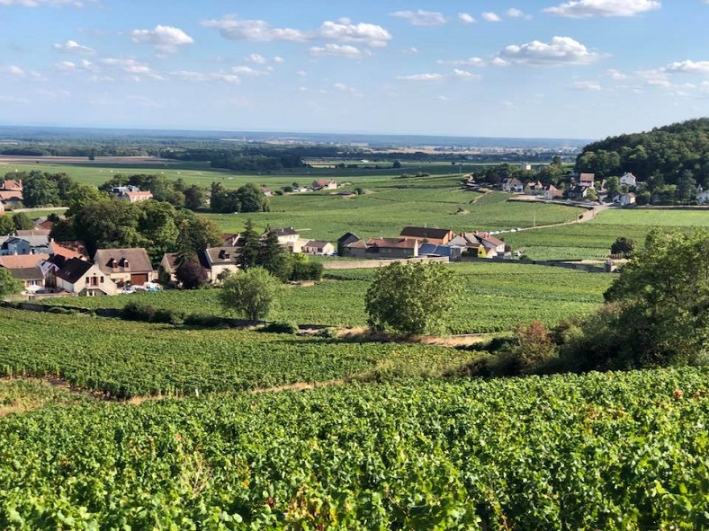 vignes Bruno Clair