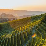 Les différents styles du barolo