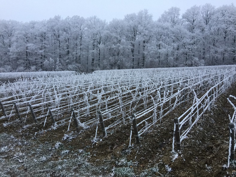 Vignes gelées Champagne Georges Laval