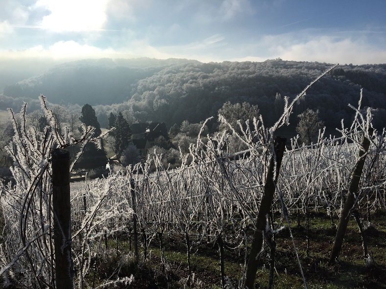 Egon Müller vignes hiver