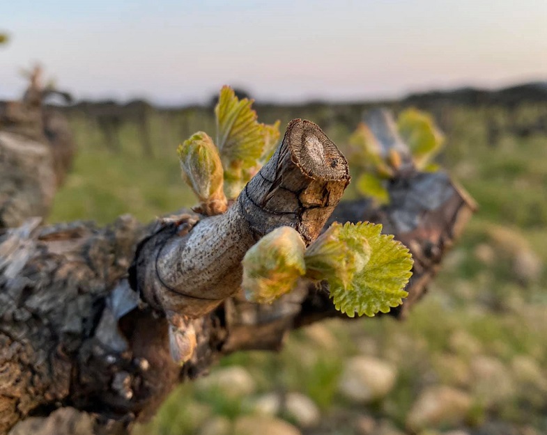 mordorée 
domaine de la mordorée 
la mordorée bécasse
vignoble tavel